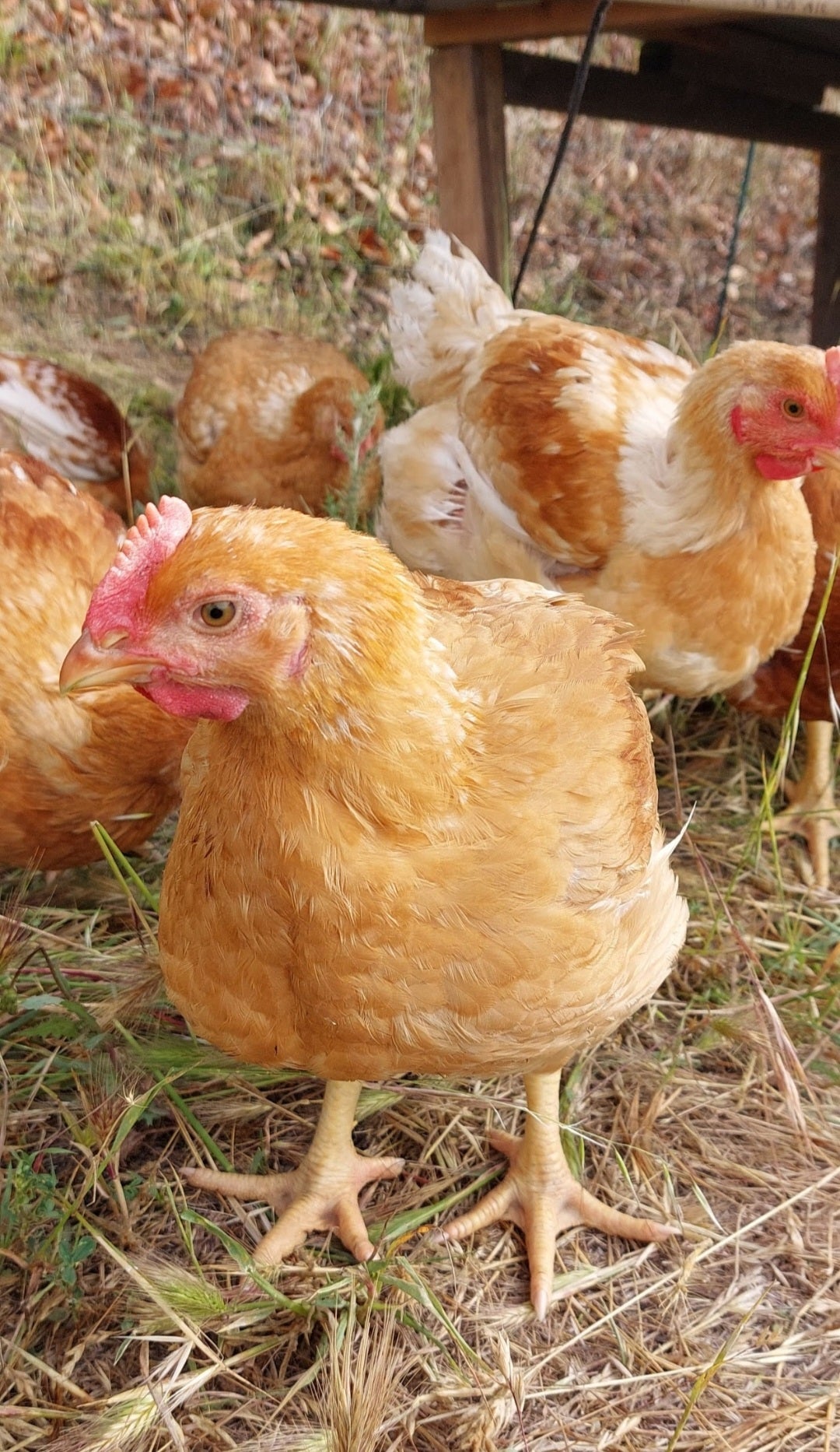 PASTURE RAISED - 5 WHOLE CHICKENS BUNDLE