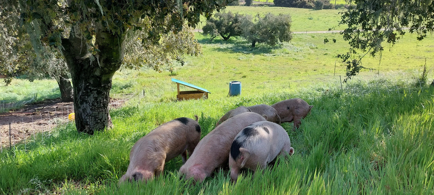 WHOLE PIG BUTCHER BUNDLE (200 lbs.)
