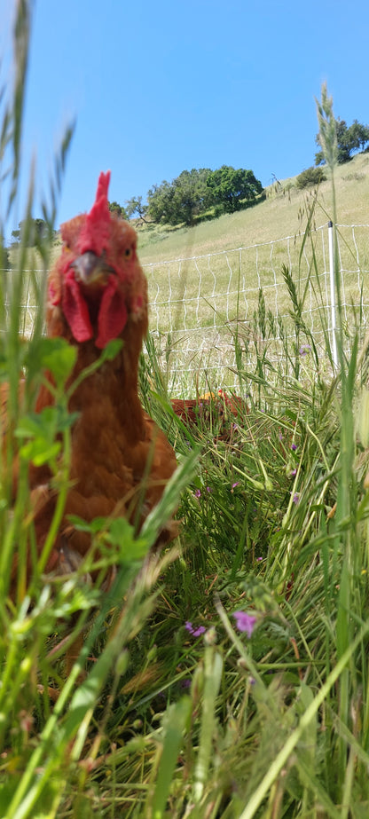 PASTURE RAISED - 5 WHOLE CHICKENS BUNDLE