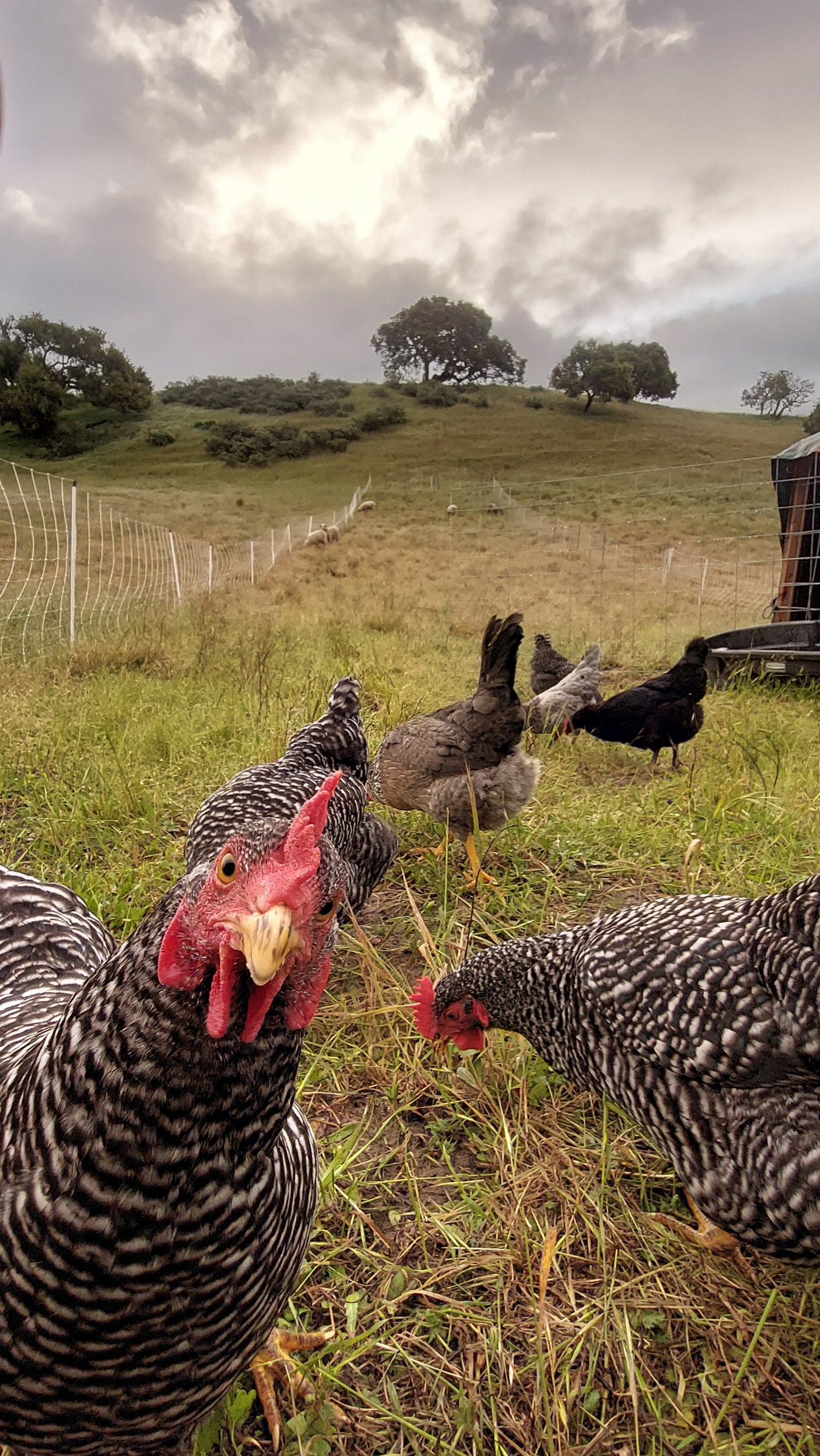 PASTURE RAISED WHOLE CHICKEN (PRESALE, Ships 1st Week January 2025)