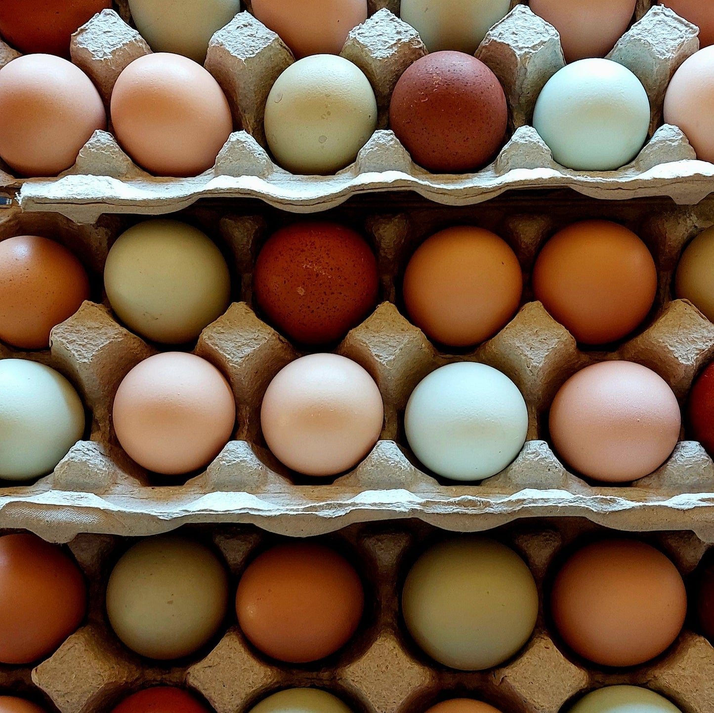 Eggs