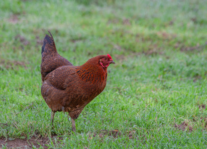 PASTURE RAISED WHOLE CHICKEN (PRESALE, Ships 1st Week January 2025)