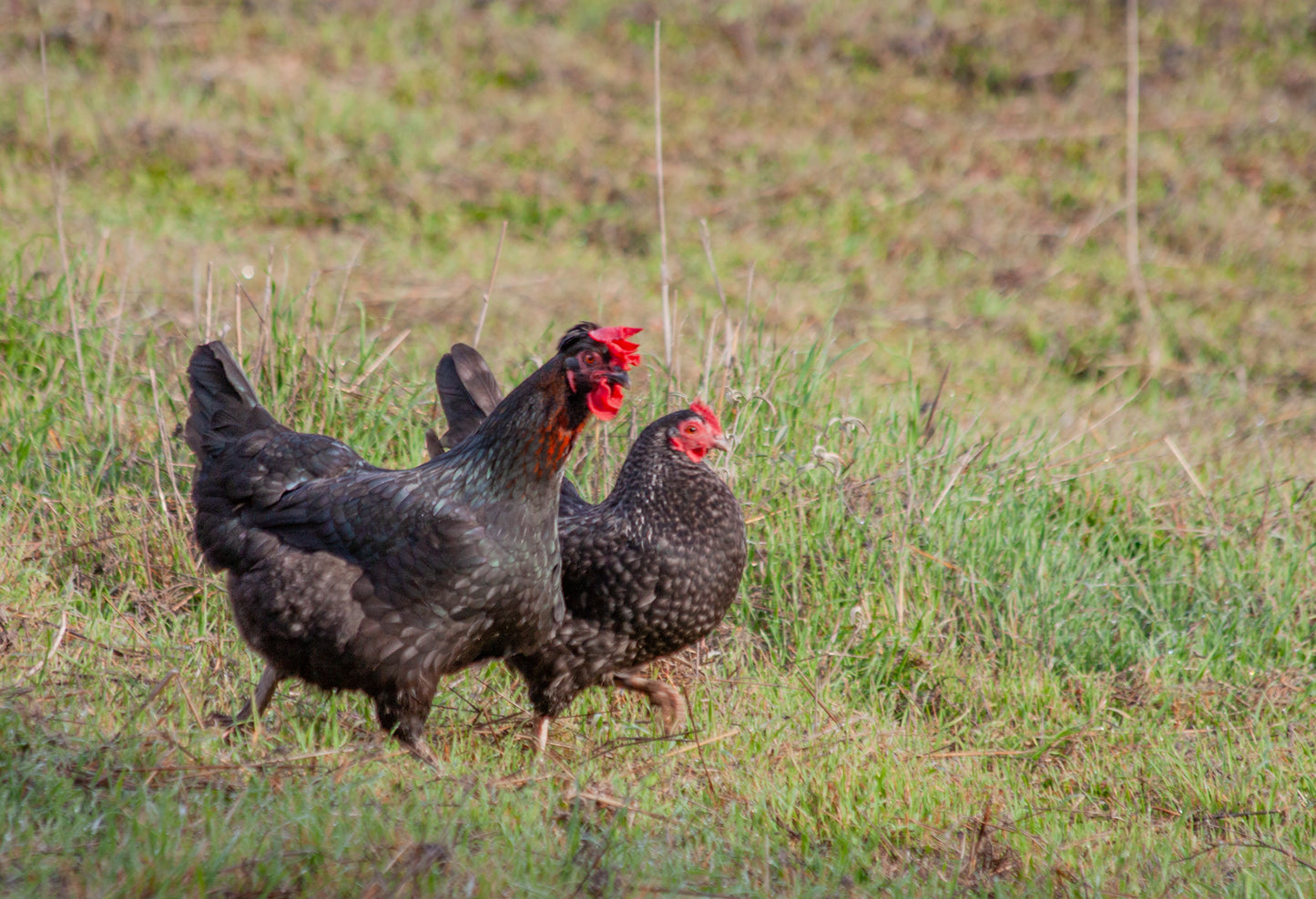 PASTURE RAISED WHOLE CHICKEN (PRESALE, Ships 1st Week January 2025)