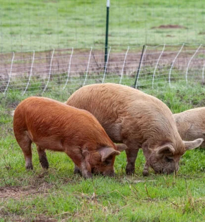 HALF PIG BUTCHER BUNDLE (100 lbs)