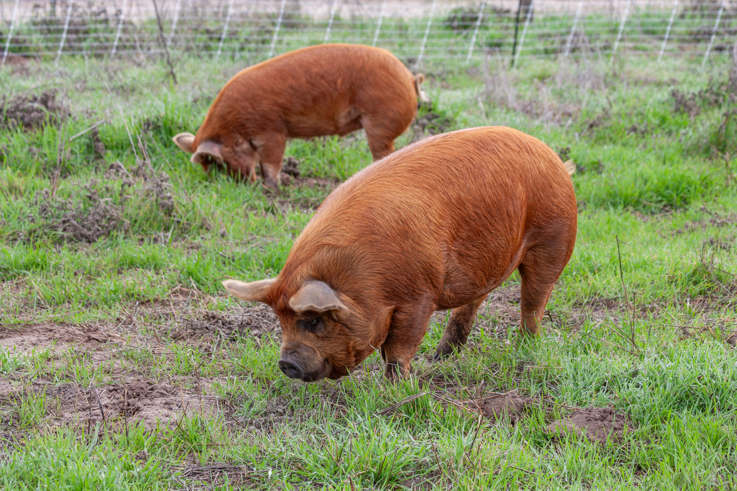 HALF PIG BUTCHER BUNDLE (100 lbs)