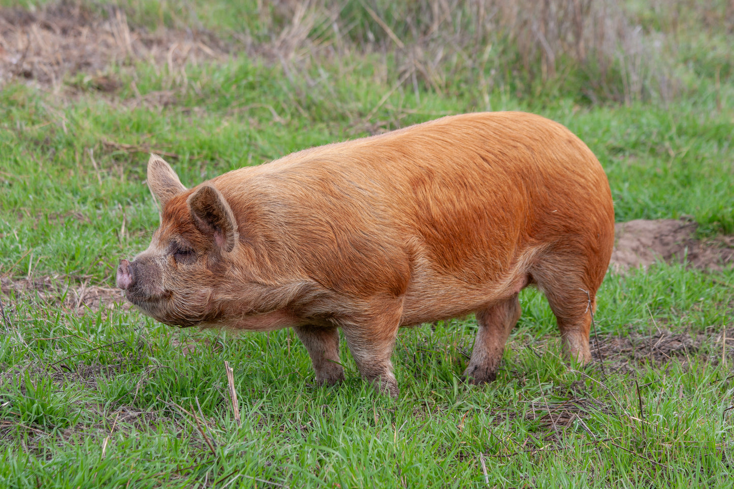 WHOLE PIG BUTCHER BUNDLE (200 lbs.)