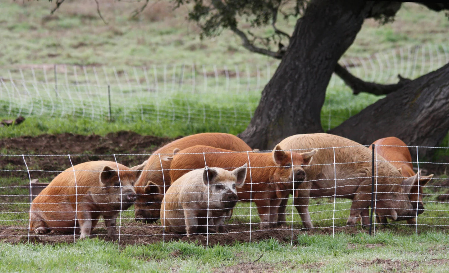 Pigs Barn.webp__PID:7068724c-556f-4d6e-b55c-6229509c677a