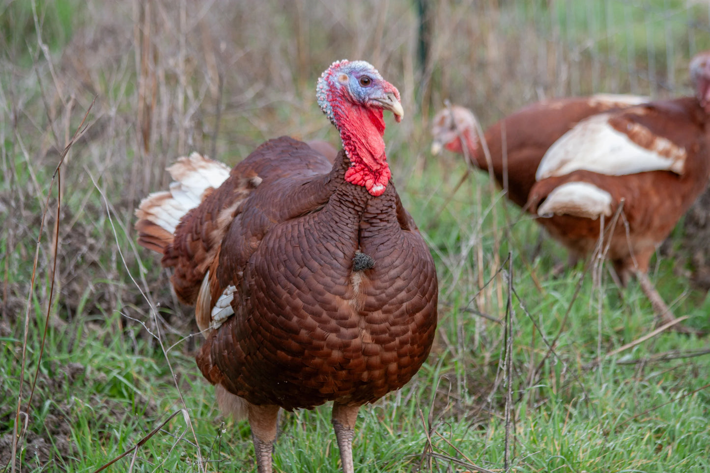 PASTURE RAISED HOLIDAY TURKEY