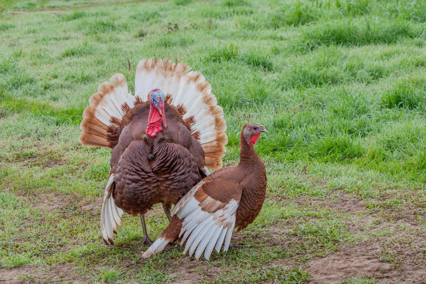 PASTURE RAISED HOLIDAY TURKEY