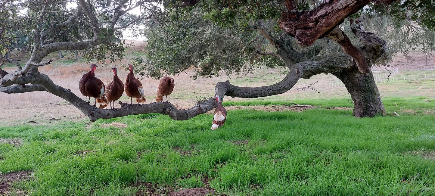 PASTURE RAISED HOLIDAY TURKEY